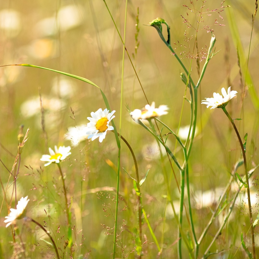 Обои Flowers In The Meadow 1024x1024