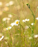 Screenshot №1 pro téma Flowers In The Meadow 128x160