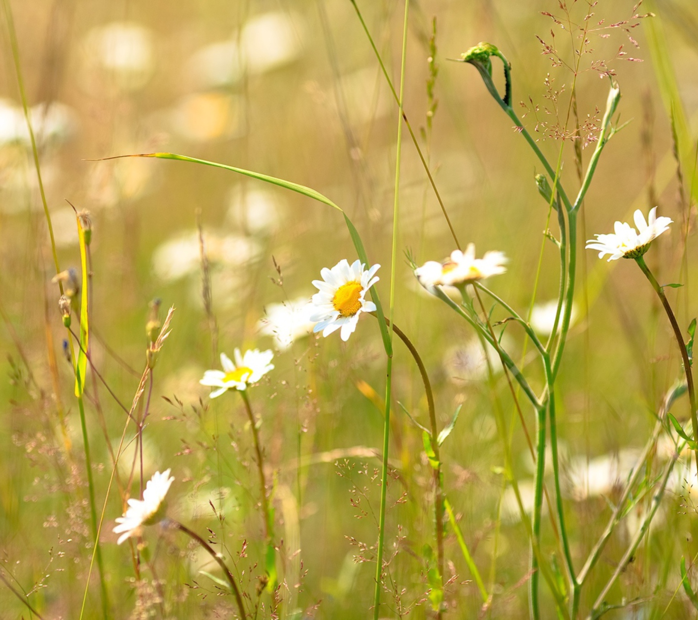 Fondo de pantalla Flowers In The Meadow 1440x1280