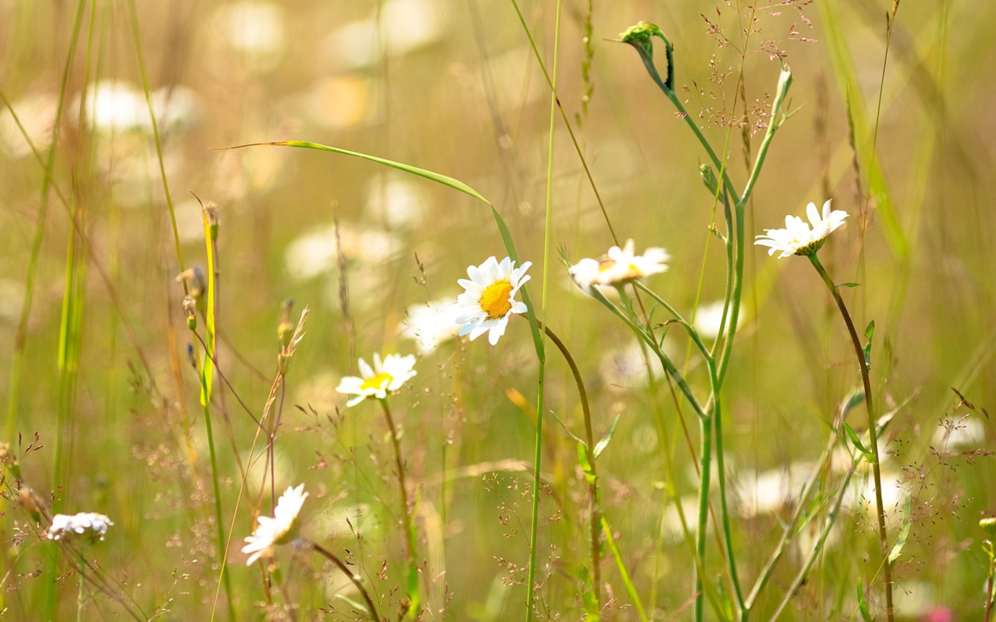 Sfondi Flowers In The Meadow 1440x900