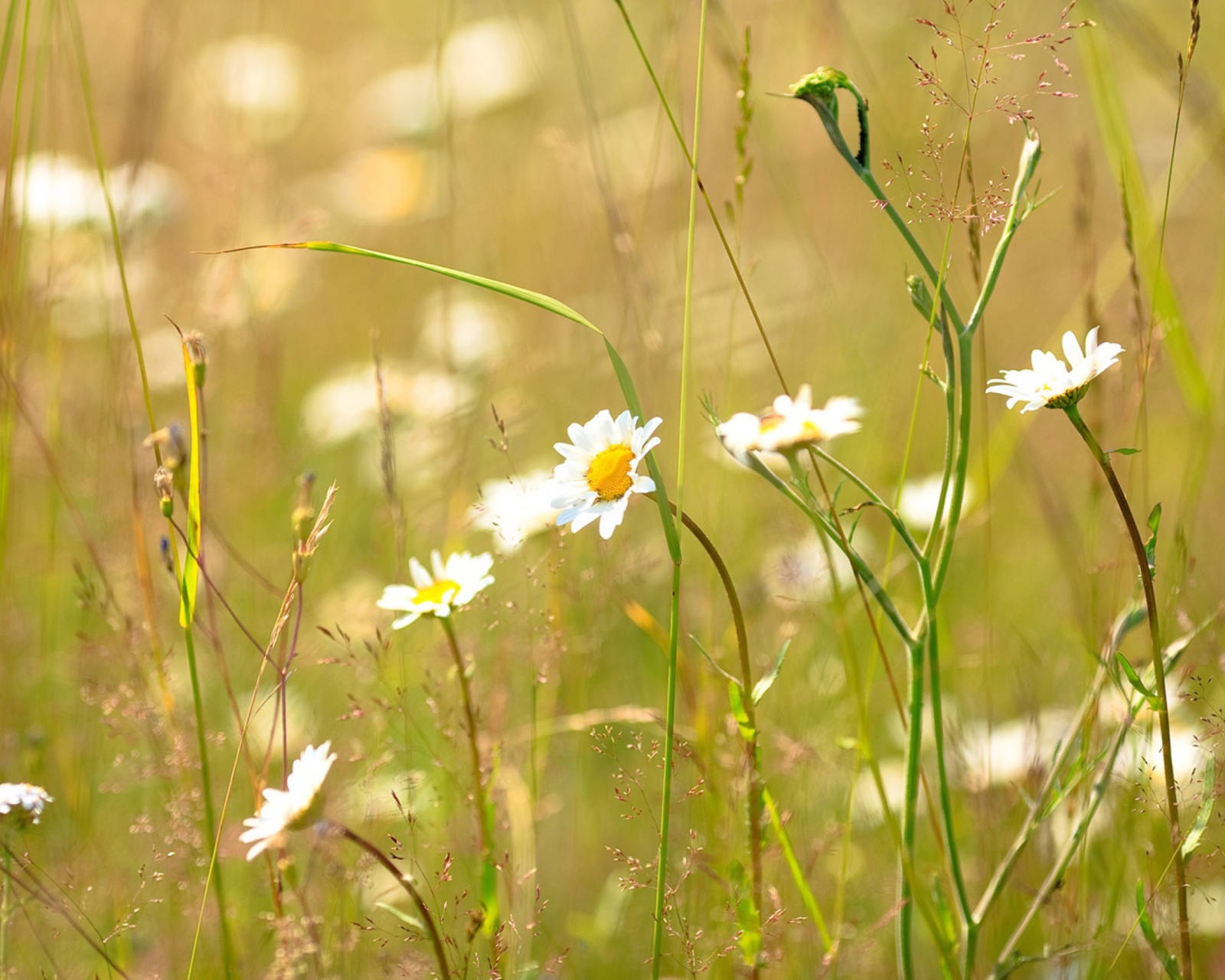 Flowers In The Meadow screenshot #1 1600x1280