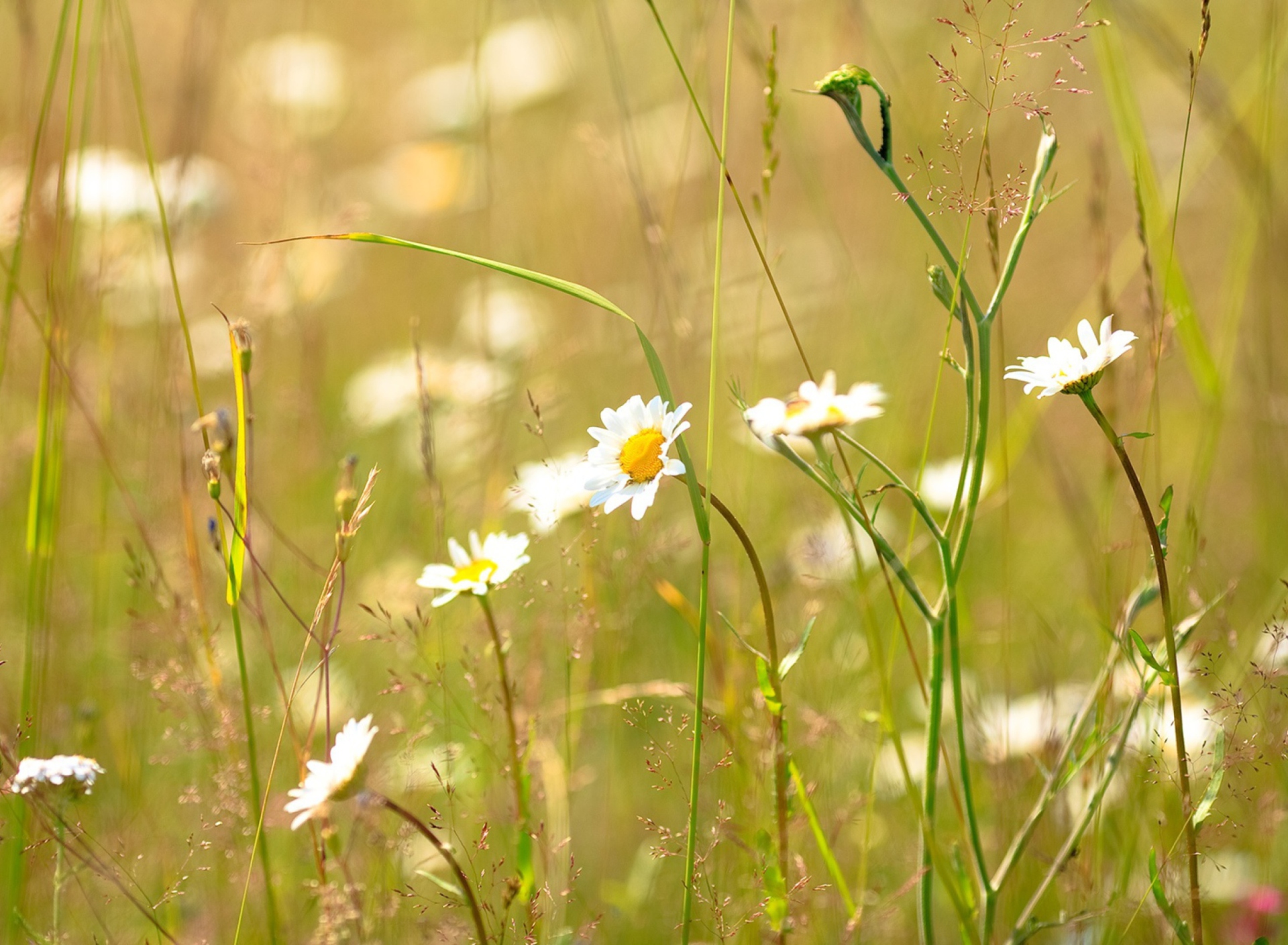Flowers In The Meadow screenshot #1 1920x1408