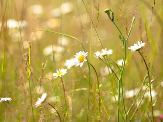 Обои Flowers In The Meadow 320x240