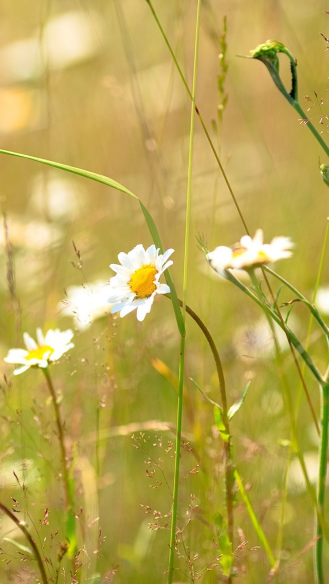 Обои Flowers In The Meadow 640x1136