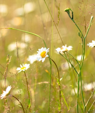 Flowers In The Meadow - Obrázkek zdarma pro Nokia Asha 308