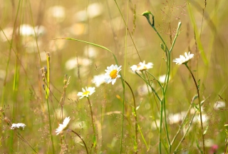 Kostenloses Flowers In The Meadow Wallpaper für HTC Desire