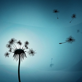 Dandelion Flowers - Obrázkek zdarma pro iPad