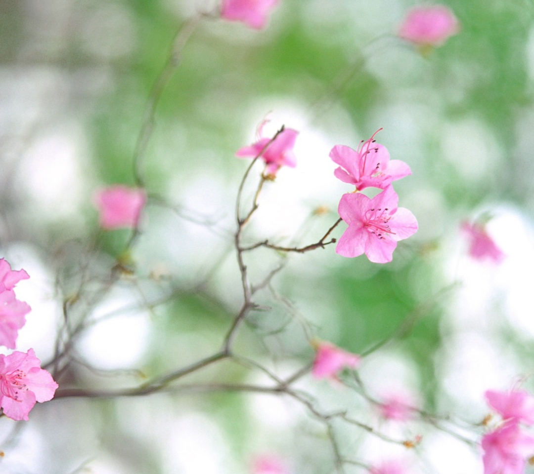 Spring Flowers screenshot #1 1080x960