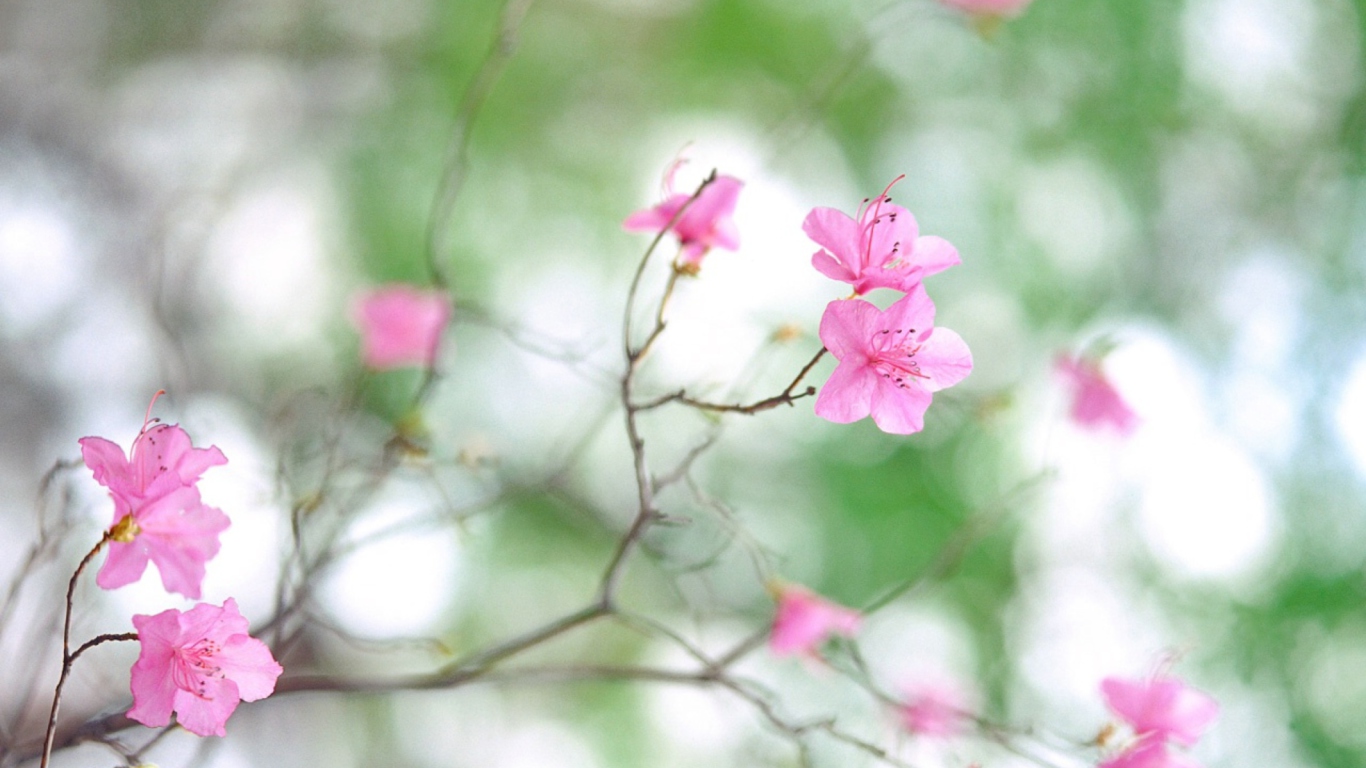 Screenshot №1 pro téma Spring Flowers 1366x768