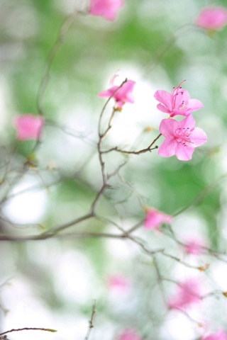 Spring Flowers screenshot #1 320x480