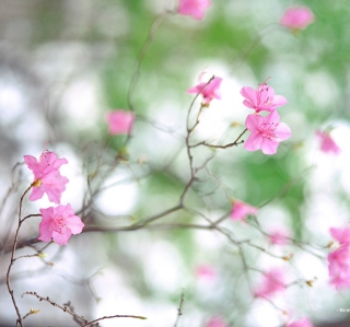 Spring Flowers - Obrázkek zdarma pro 2048x2048