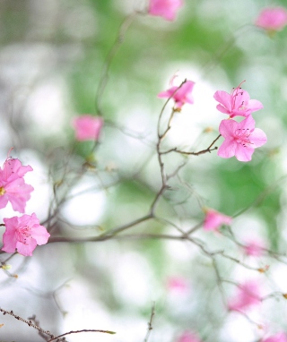 Spring Flowers - Obrázkek zdarma pro Nokia Asha 310