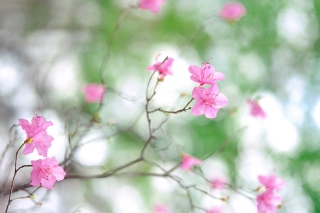 Spring Flowers - Obrázkek zdarma pro Samsung Galaxy S 4G