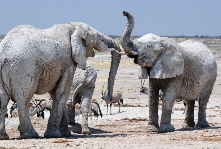 Fondo de pantalla Elephants