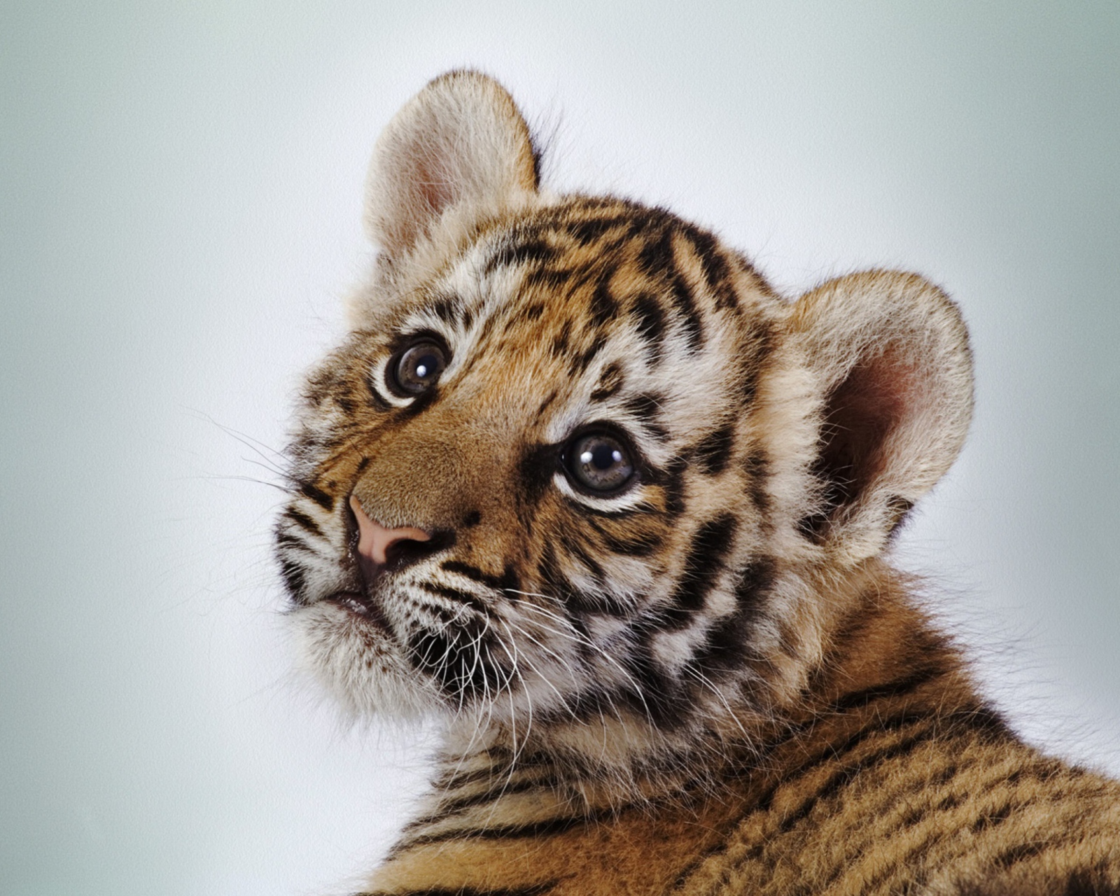 Fondo de pantalla Cute Tiger 1600x1280