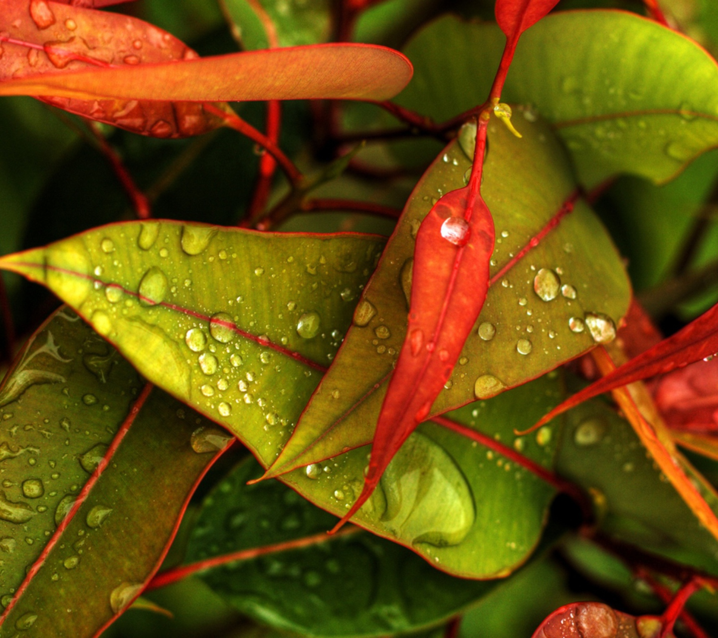 Screenshot №1 pro téma Red And Green Leaves 1440x1280