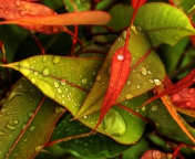 Screenshot №1 pro téma Red And Green Leaves 176x144