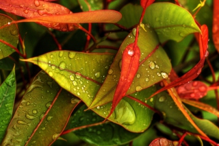 Red And Green Leaves Picture for Android, iPhone and iPad