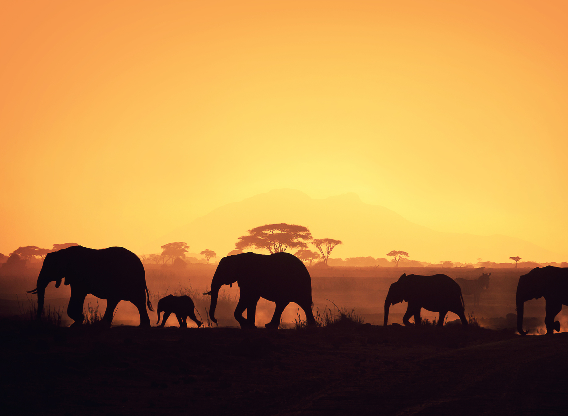 Screenshot №1 pro téma African Silhouettes 1920x1408