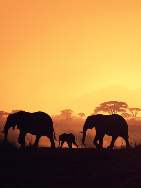 Обои African Silhouettes 480x640