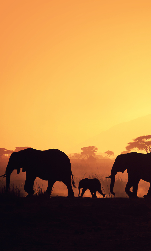 Fondo de pantalla African Silhouettes 480x800