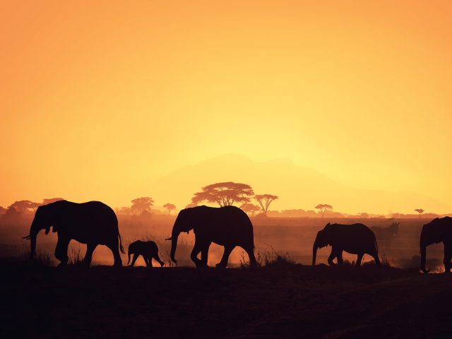 African Silhouettes wallpaper 640x480