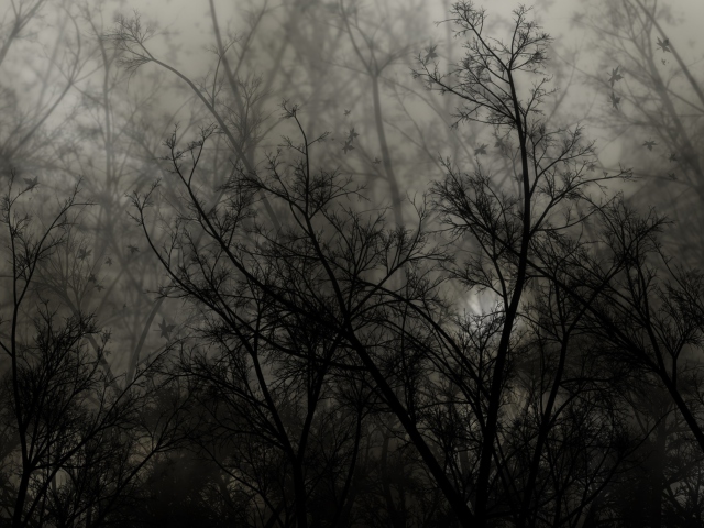 Dark Forest wallpaper 640x480