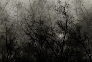 Dark Forest - Obrázkek zdarma pro Nokia Asha 200