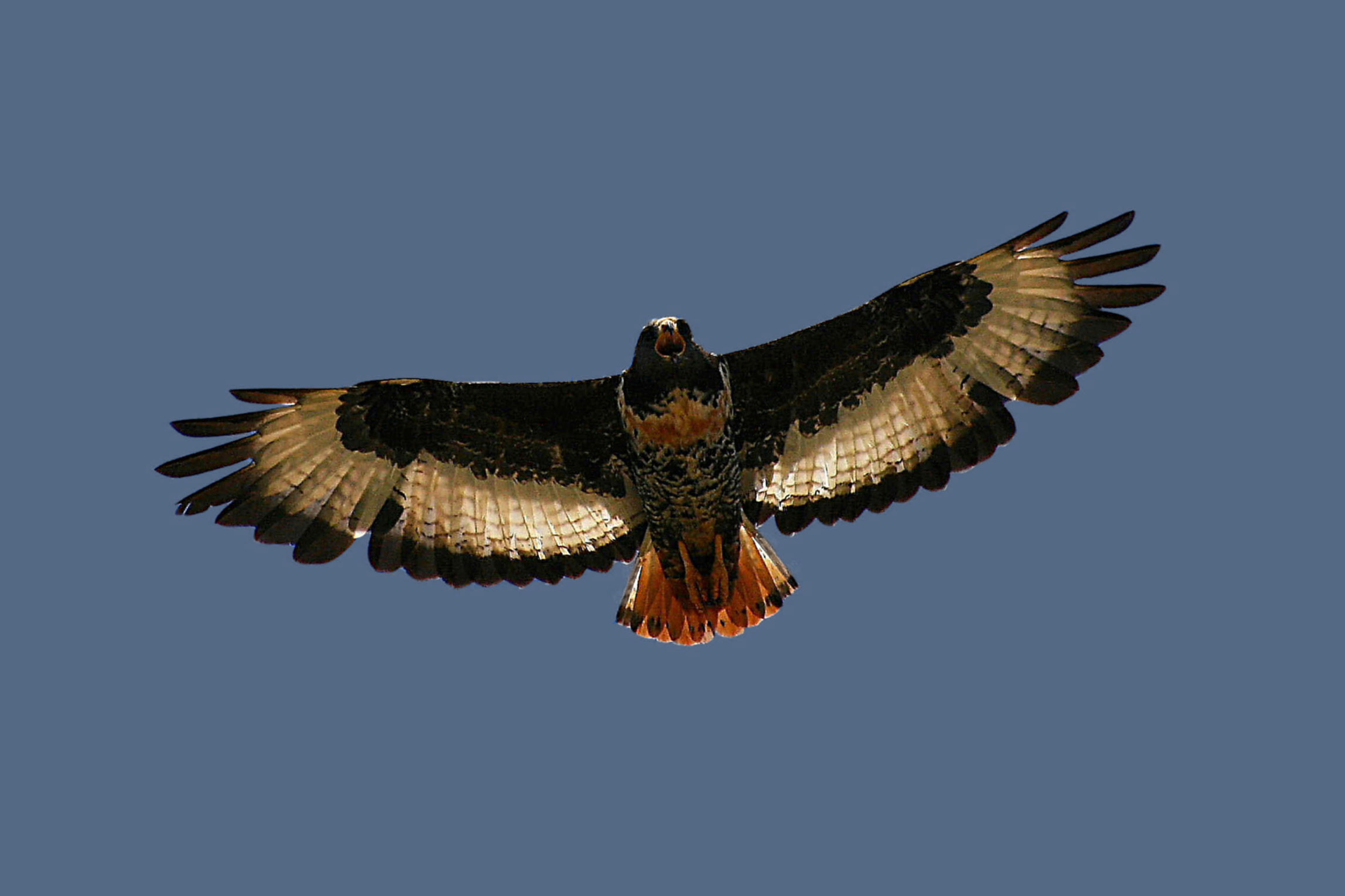 Screenshot №1 pro téma Jackal Buzzard 2880x1920