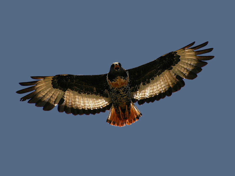 Screenshot №1 pro téma Jackal Buzzard 800x600