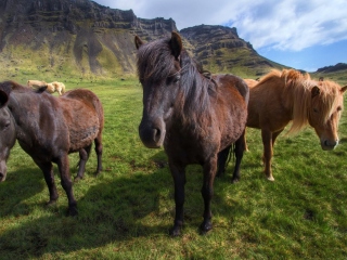 Screenshot №1 pro téma Wild Ponies 320x240