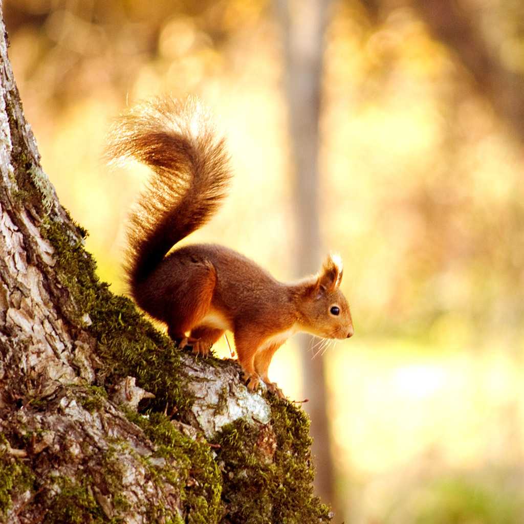 Squirrel wallpaper 1024x1024