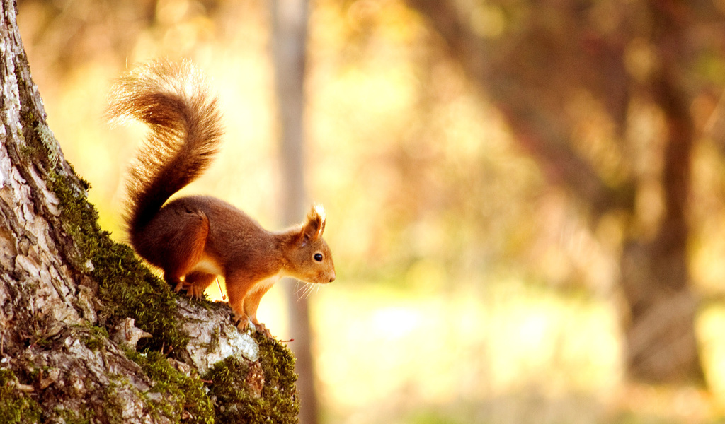 Das Squirrel Wallpaper 1024x600