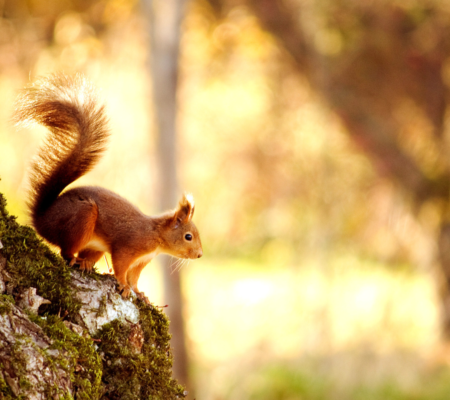 Das Squirrel Wallpaper 1440x1280