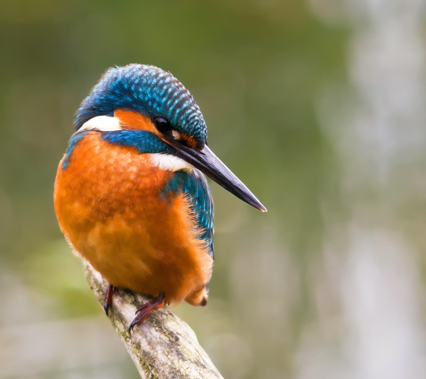 Kingfisher wallpaper 1440x1280