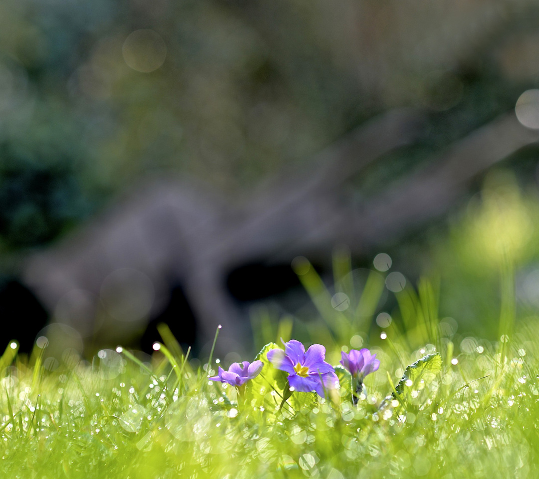 Das Grass and lilac flower Wallpaper 1080x960