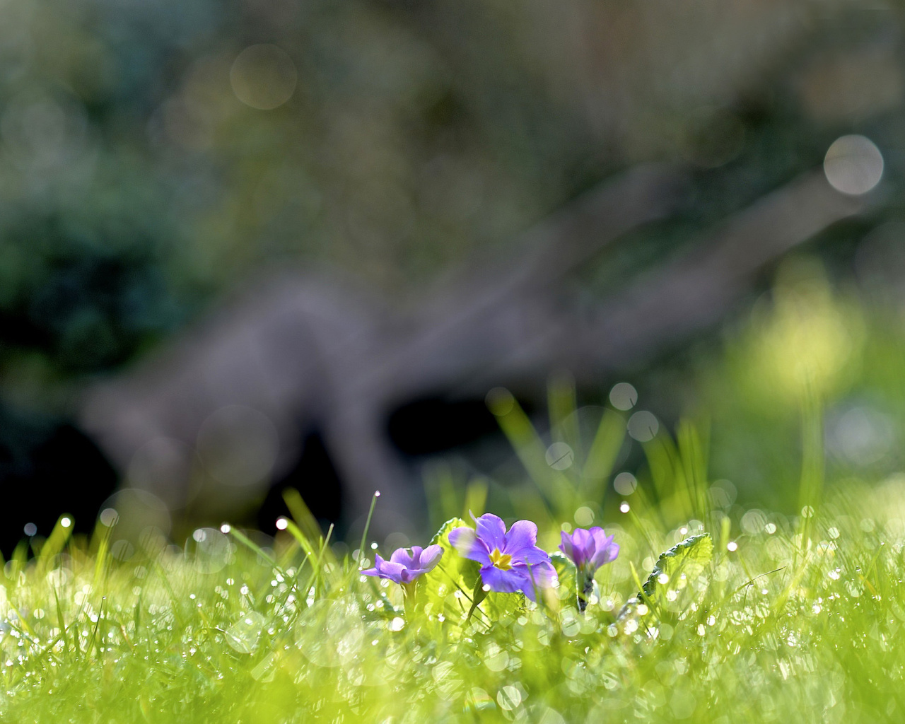 Screenshot №1 pro téma Grass and lilac flower 1280x1024