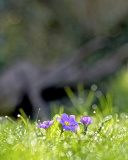 Sfondi Grass and lilac flower 128x160