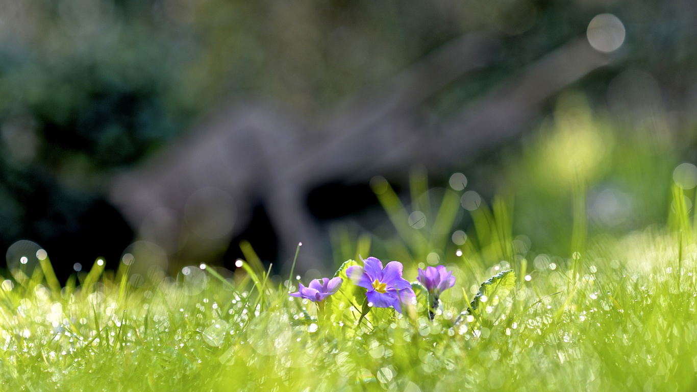 Sfondi Grass and lilac flower 1366x768