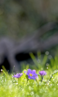 Das Grass and lilac flower Wallpaper 240x400