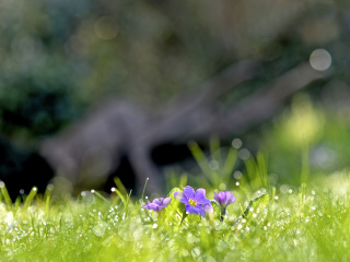 Обои Grass and lilac flower 320x240