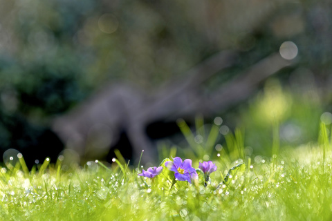 Обои Grass and lilac flower 480x320