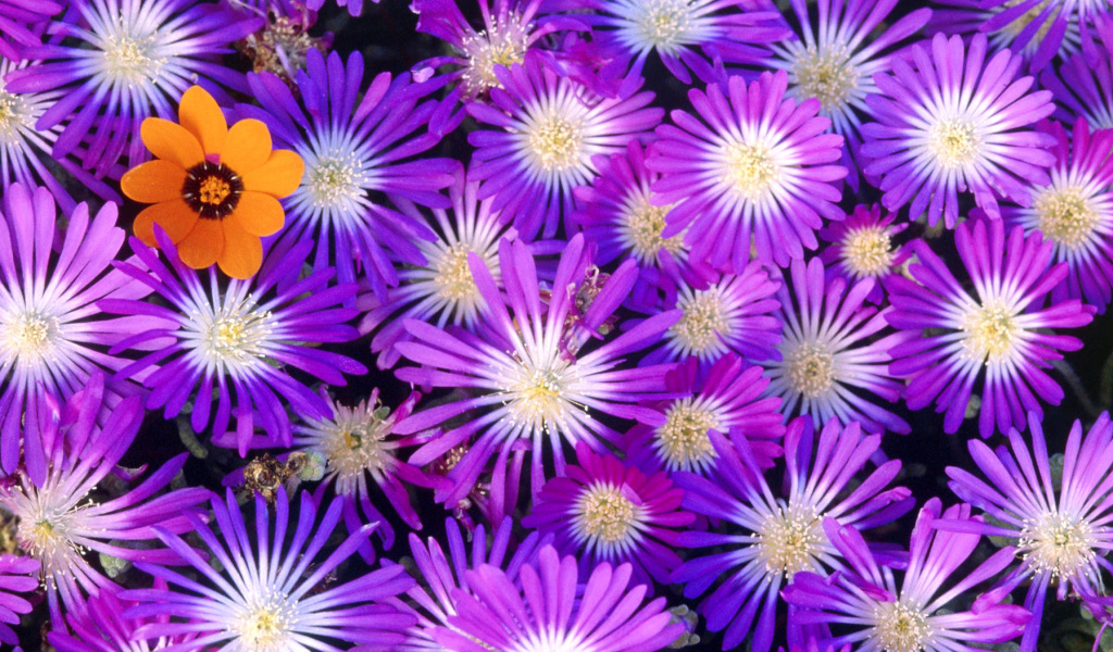 Screenshot №1 pro téma Purple Colour Flowers 1024x600