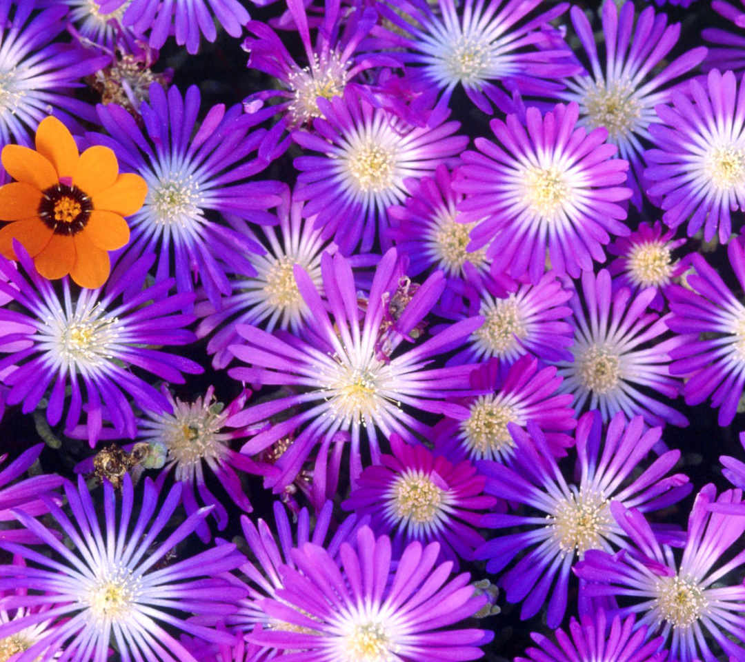 Purple Colour Flowers wallpaper 1080x960