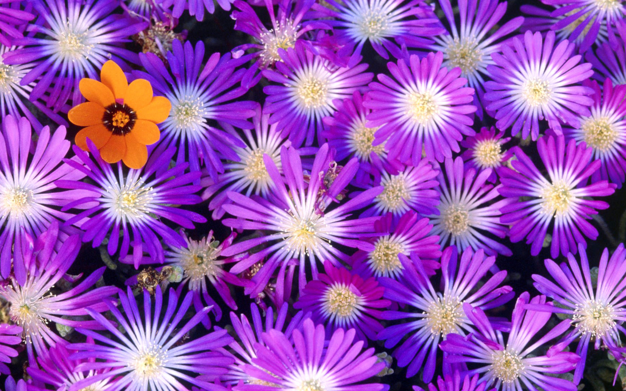 Das Purple Colour Flowers Wallpaper 2560x1600
