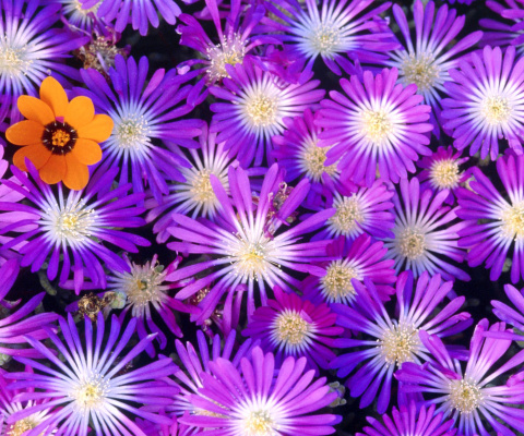 Screenshot №1 pro téma Purple Colour Flowers 480x400