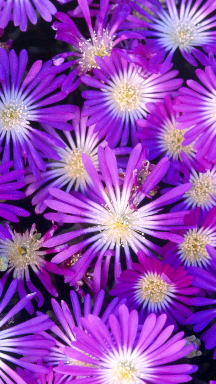 Screenshot №1 pro téma Purple Colour Flowers 750x1334