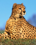 Screenshot №1 pro téma Fast Predator Cheetah 128x160