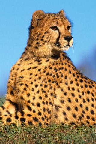 Das Fast Predator Cheetah Wallpaper 320x480