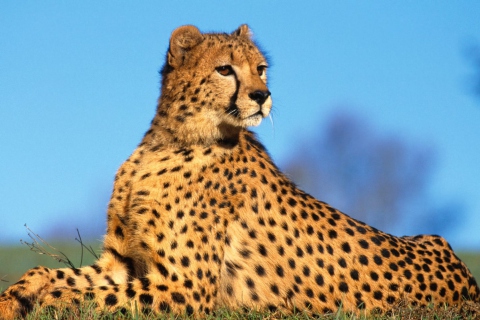 Sfondi Fast Predator Cheetah 480x320